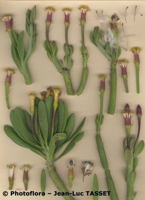 Kleinia anteuphorbium 26