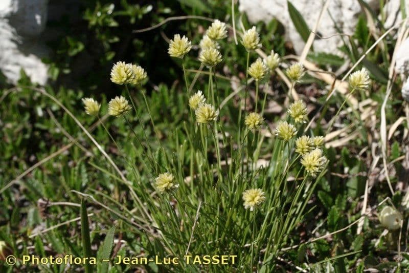 Sesleria 11