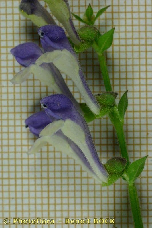 Scutellaria altissima 21