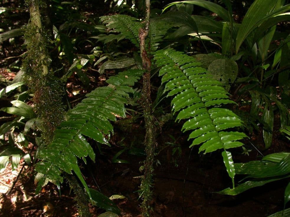 Lomariopsis 6