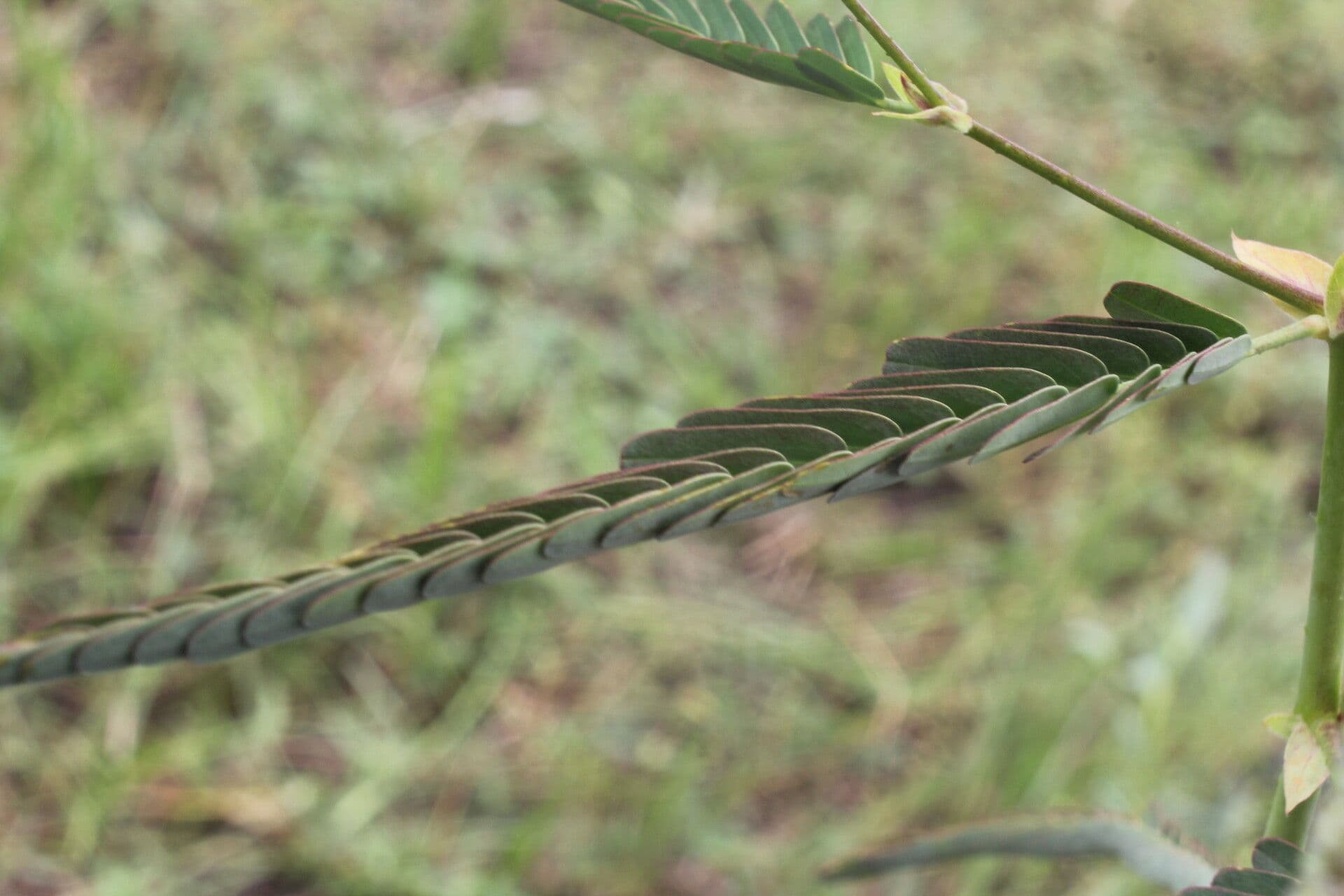Aeschynomene ruvida 14