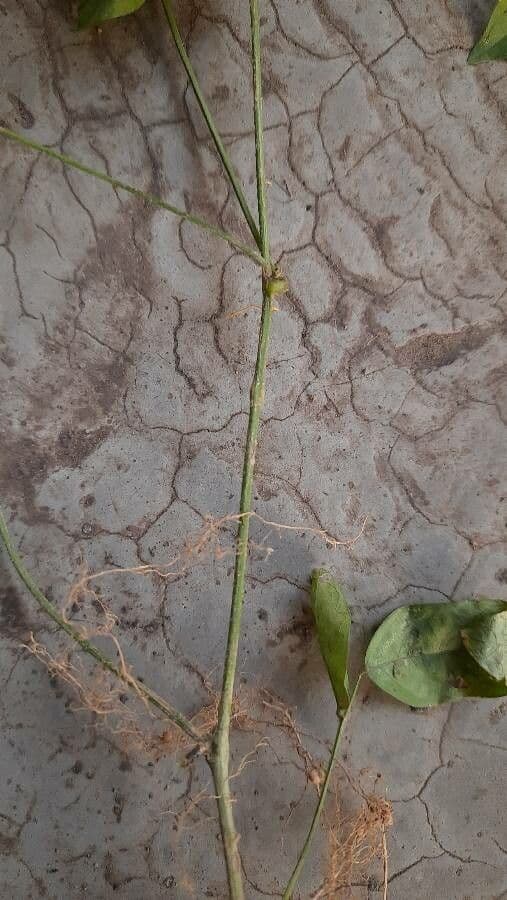 Amphicarpaea bracteata 21