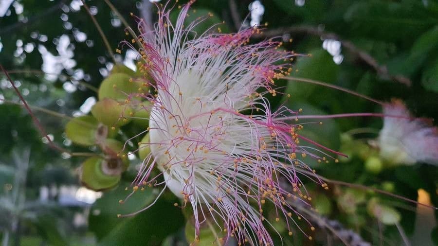 Barringtonia 25