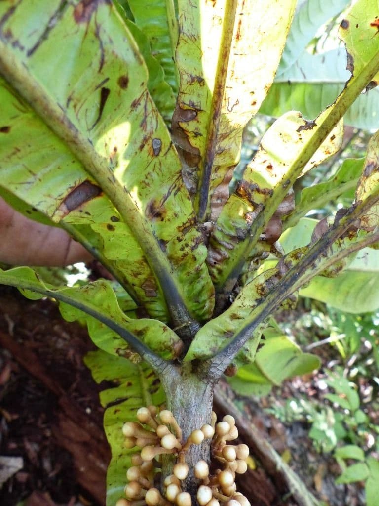 Pycnandra 7