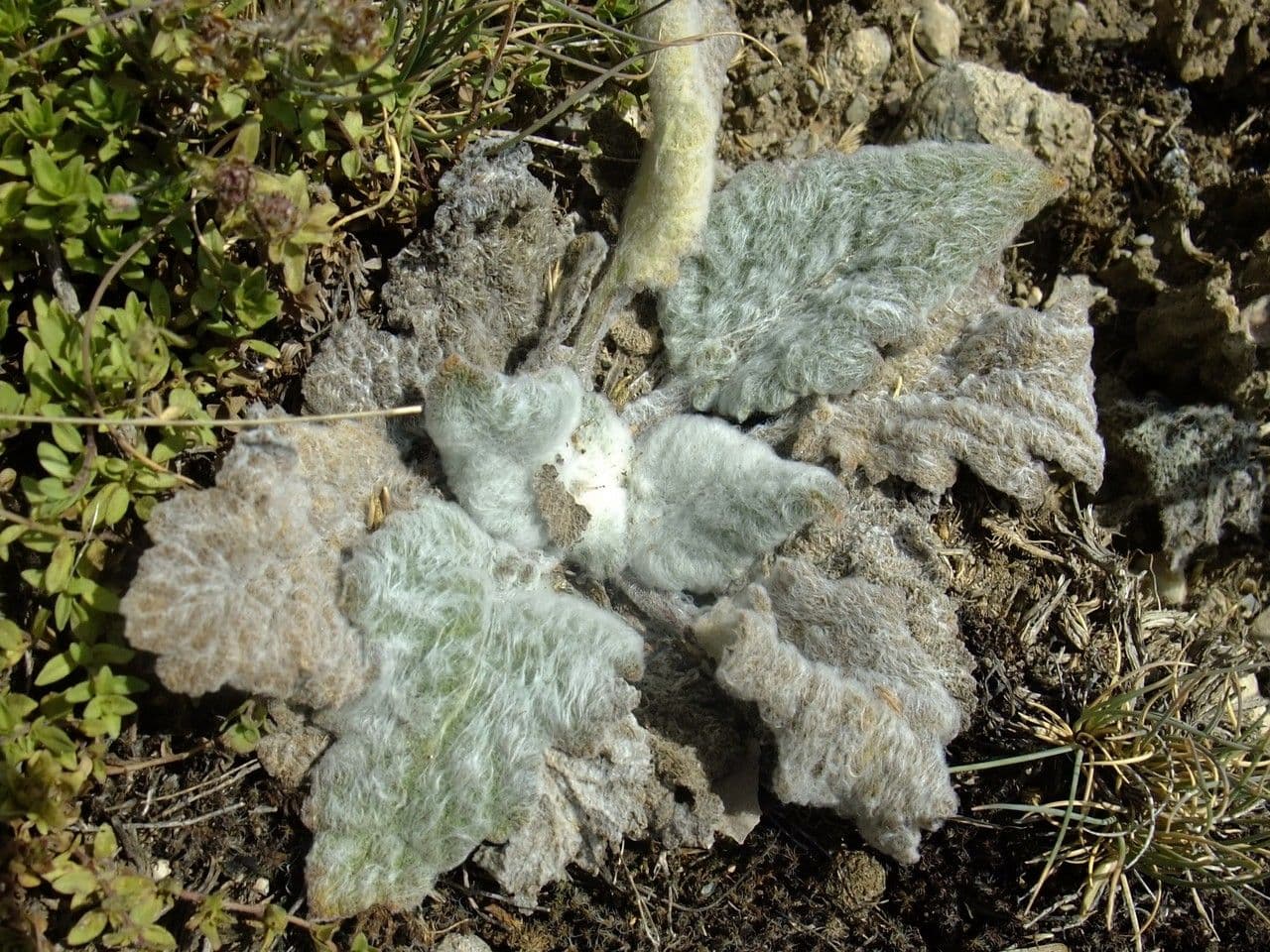 Salvia etiope 16