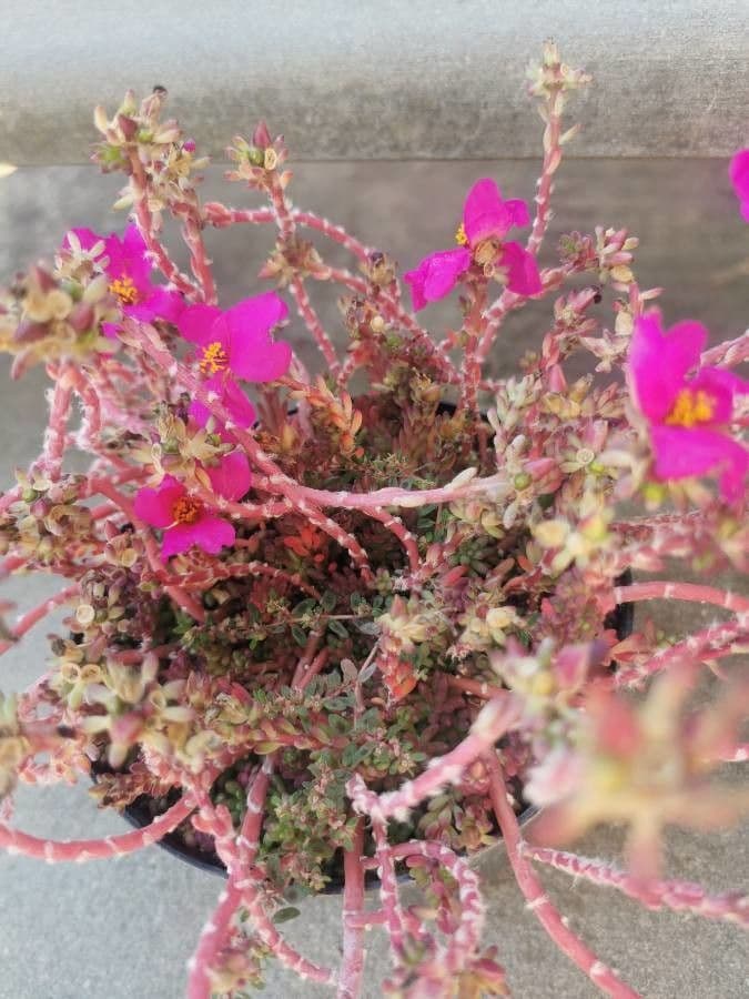 Portulaca 10