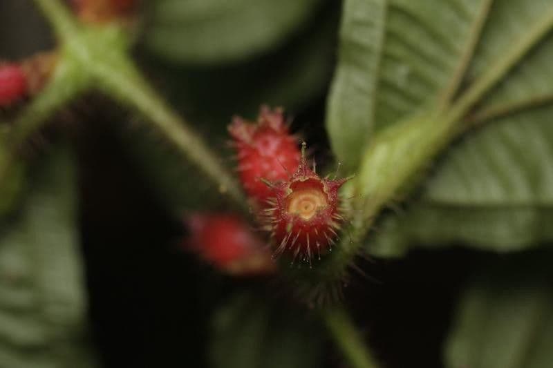 Miconia mayeta 2