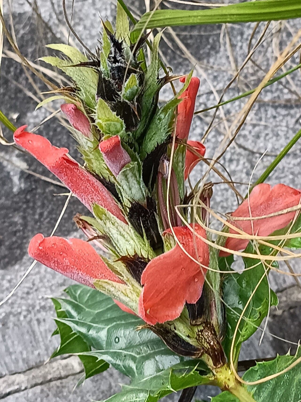 Acanto