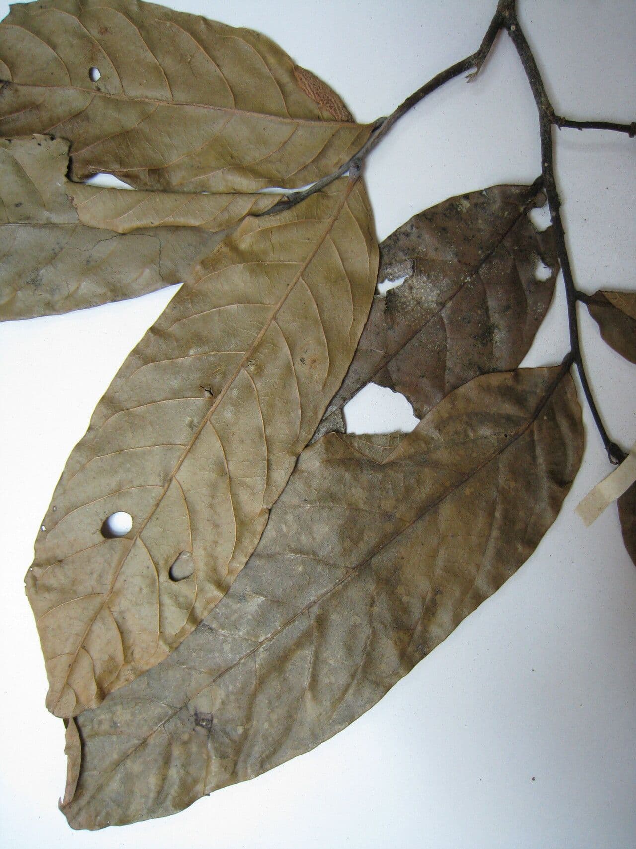 Unonopsis 5
