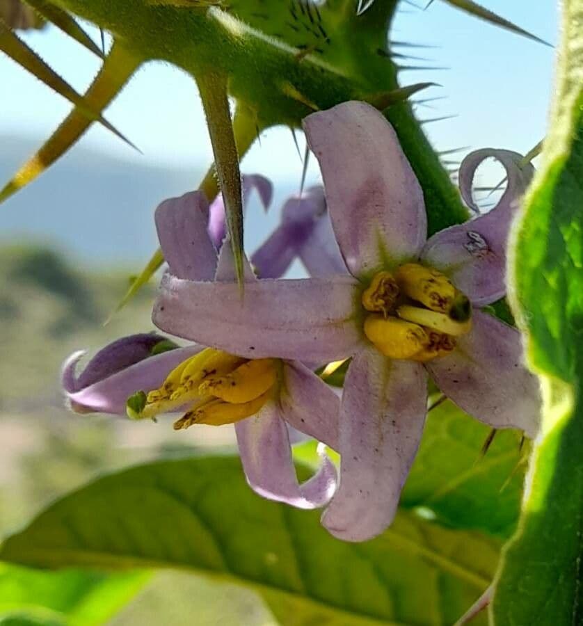 Psian palinacanthum 5
