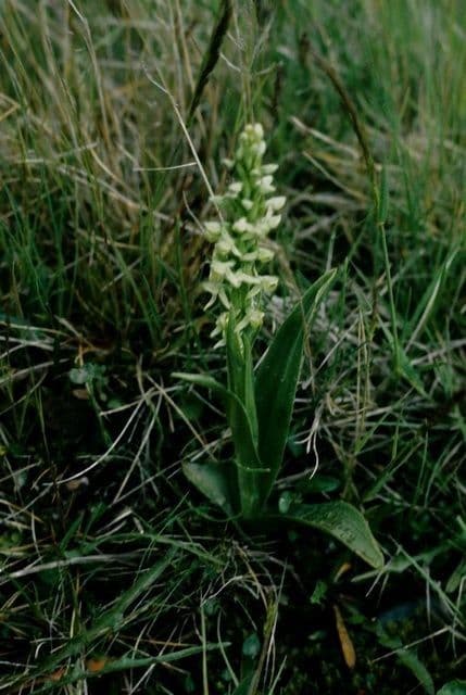 Platantera iperborea 6