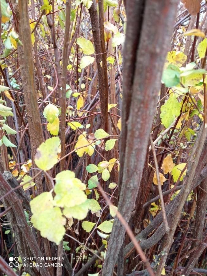 Spirea trilobata 25