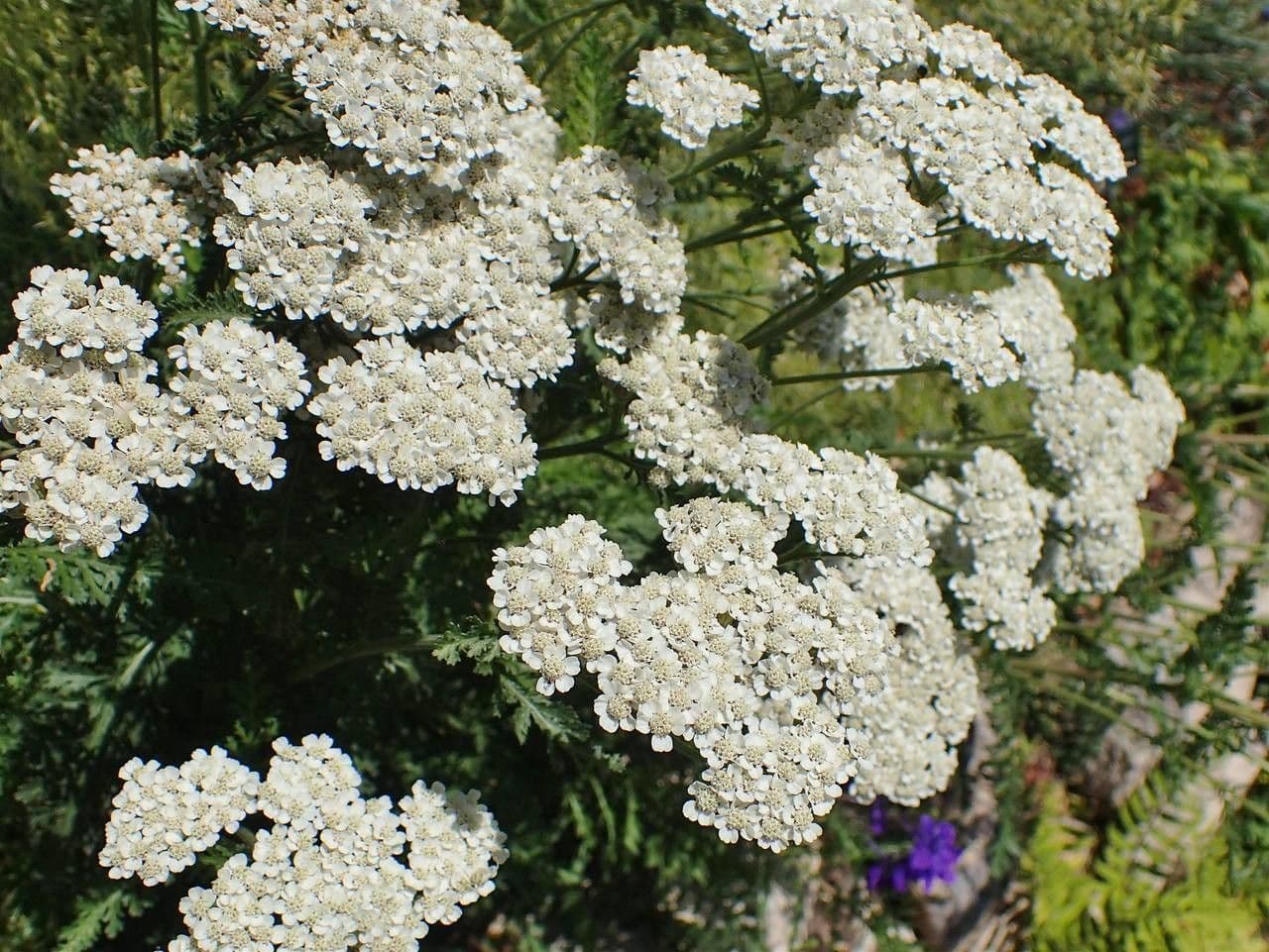 Achillea odorata 20