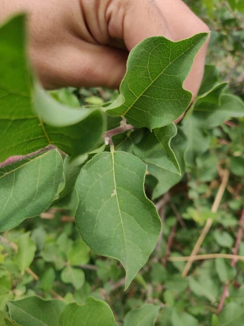 Combretum 20
