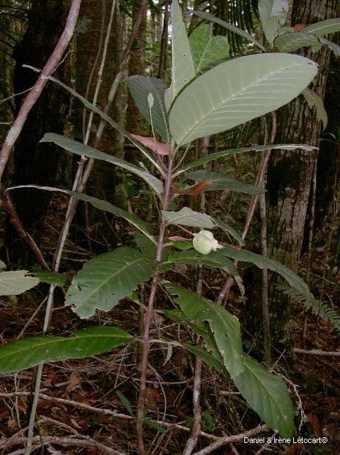 Atractocarpus 6
