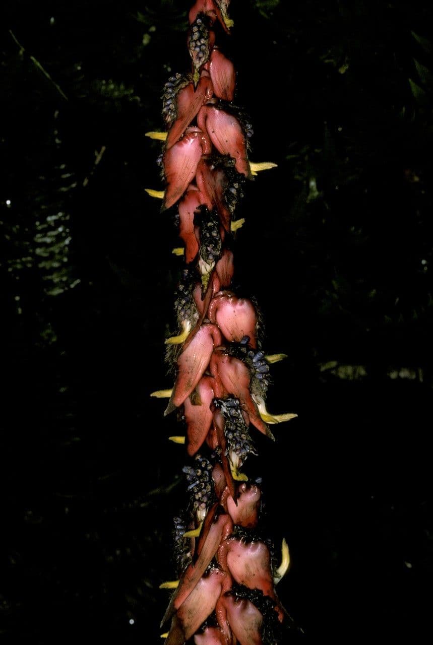 Helikonia 2