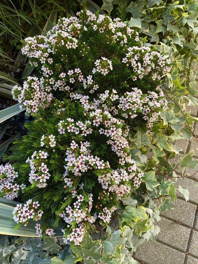 Chamelaucium uncinatum 8