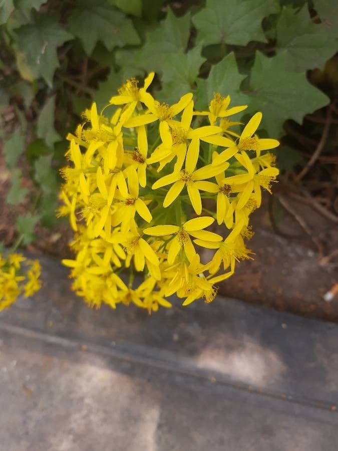Delairea odorata 20