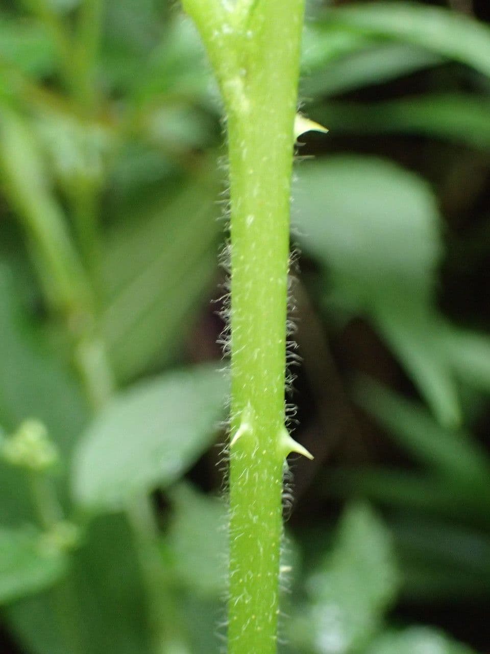 Rovo rosifoglio 24