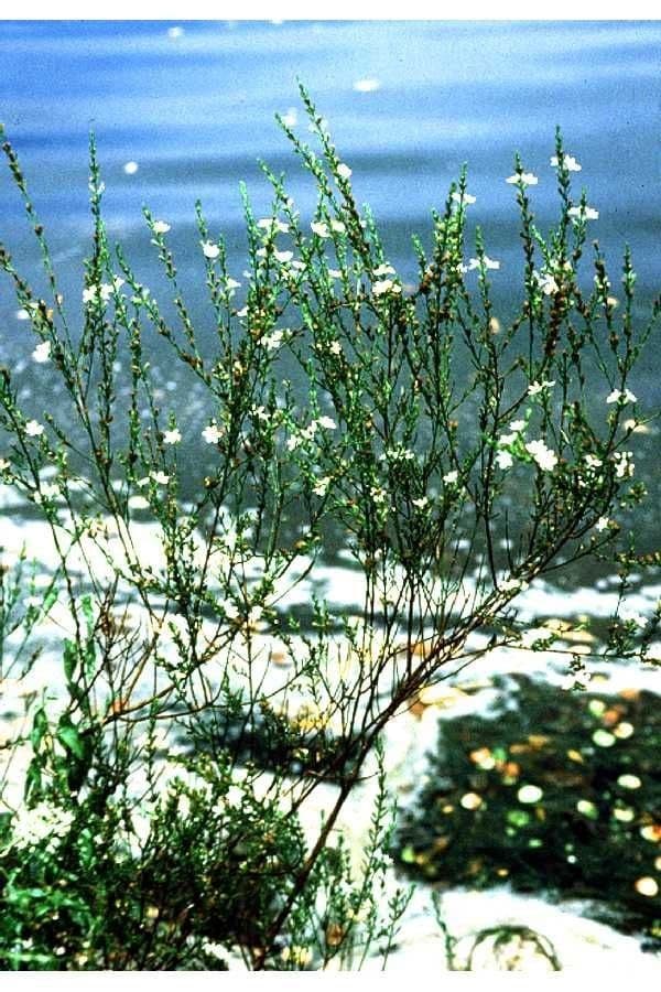 Salcerella lineare 4
