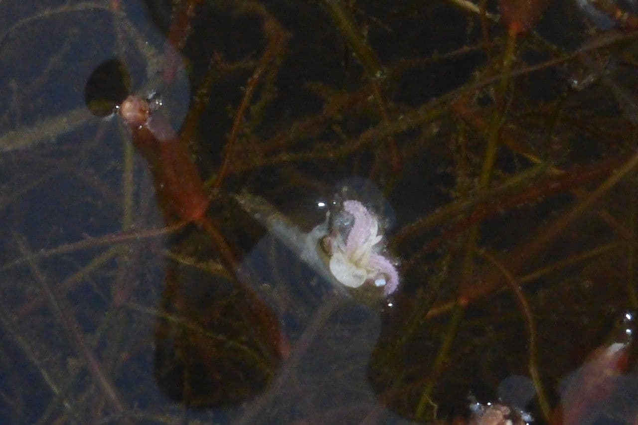 Schmalblättrige Wasserpest 2