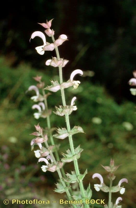 Šalvia muškátová 26