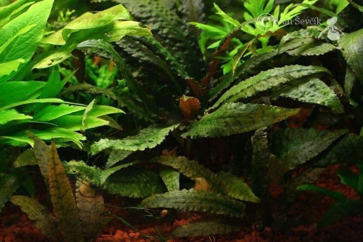 Cryptocoryne 4