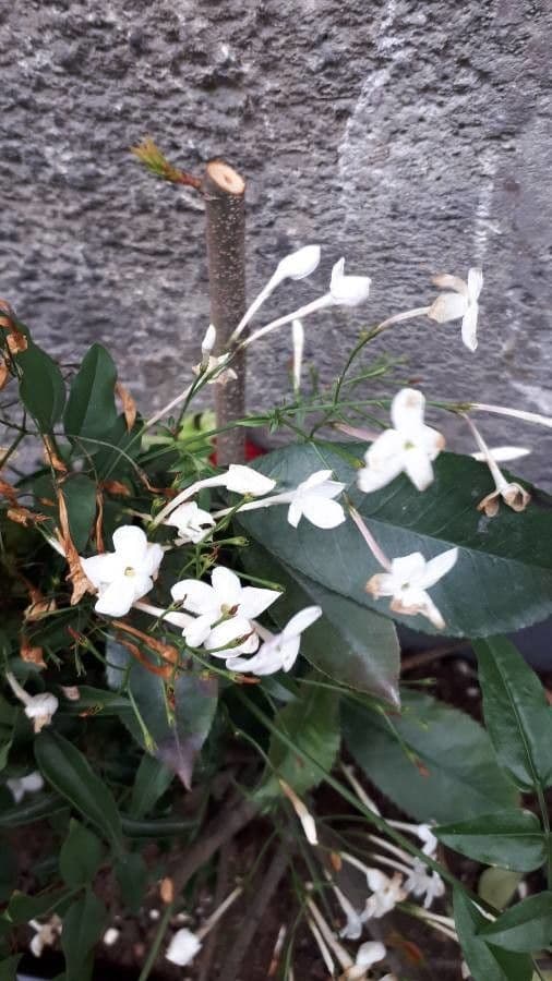 Großblütiger Jasmin 7