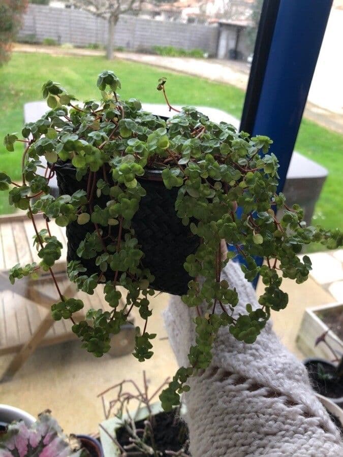 Pilea 8