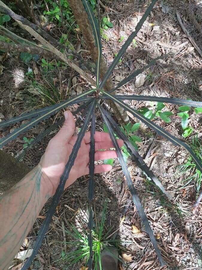 Pseudopanax 3