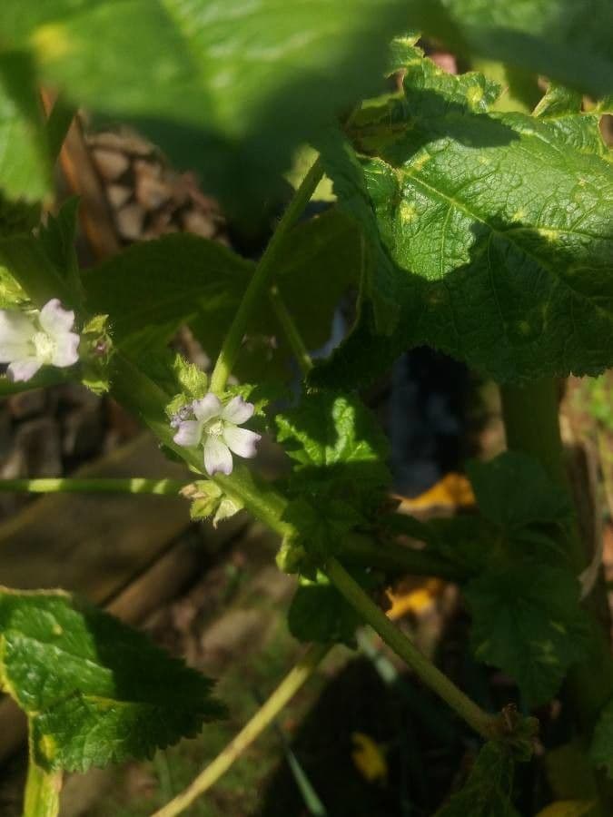 Malva verticillata 6