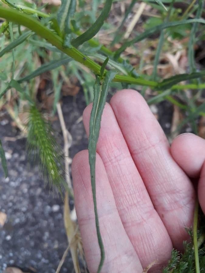 Jacobaea 11