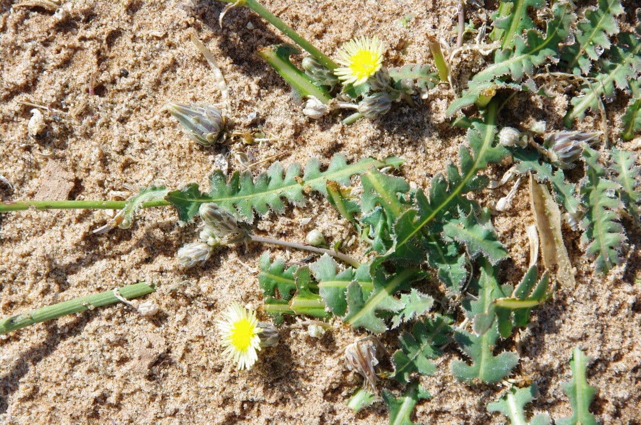 Launaea 18