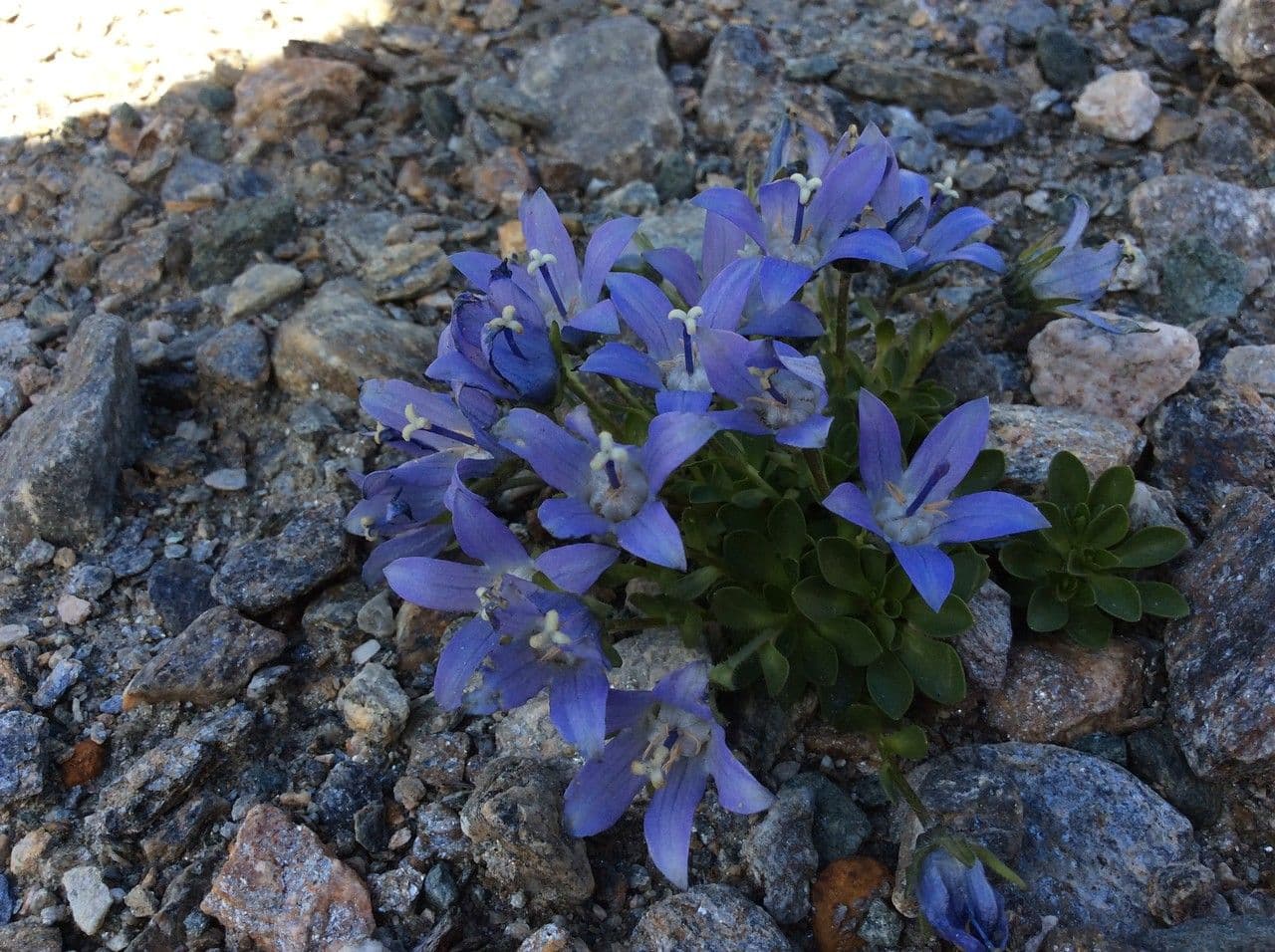 Campanula di Cenis 10