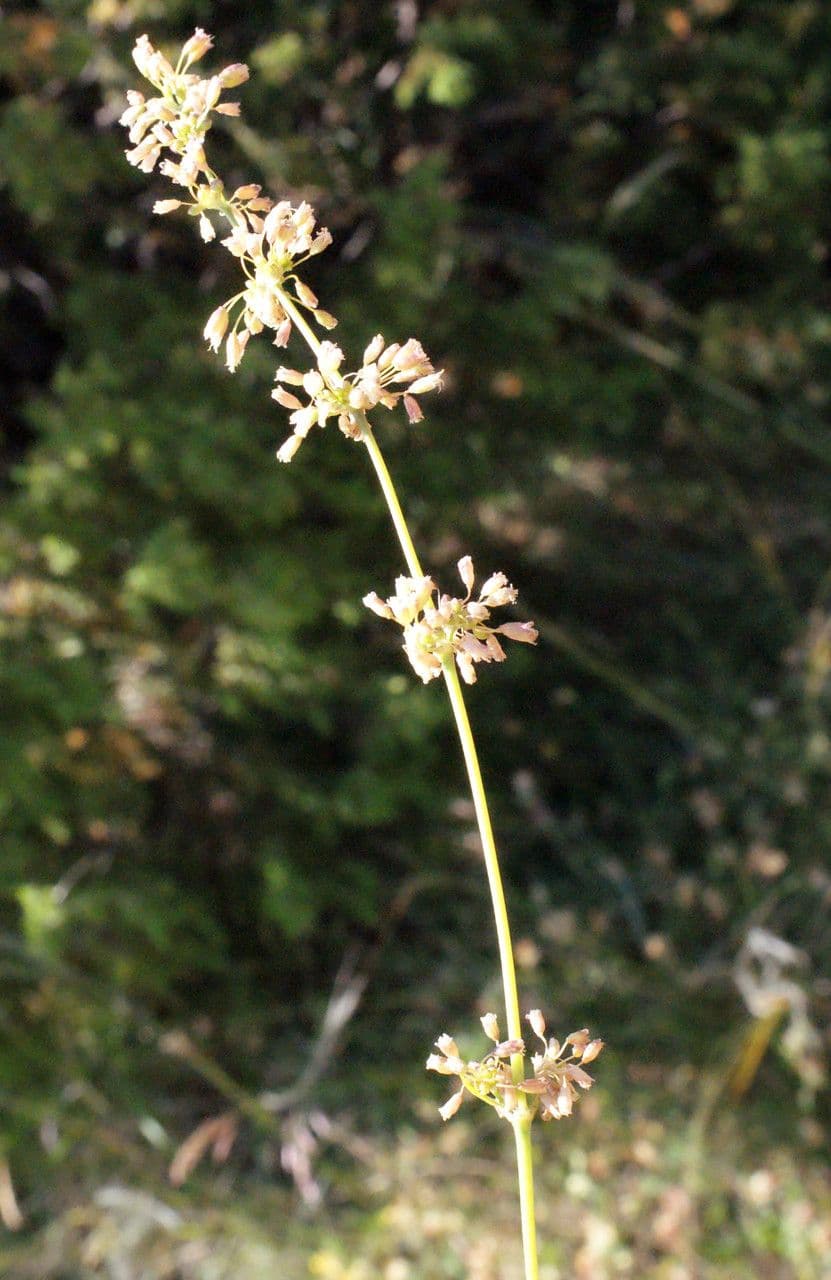 Silene otite 6