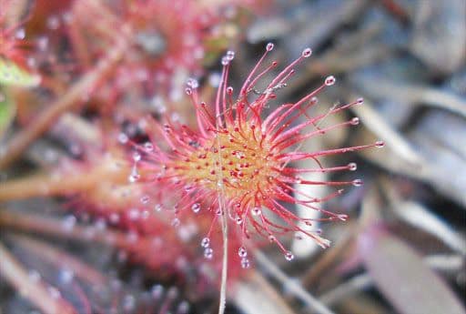 Drosera capillare 5