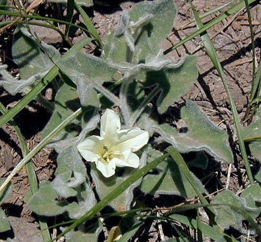 Calystegia finta della Sierra 8