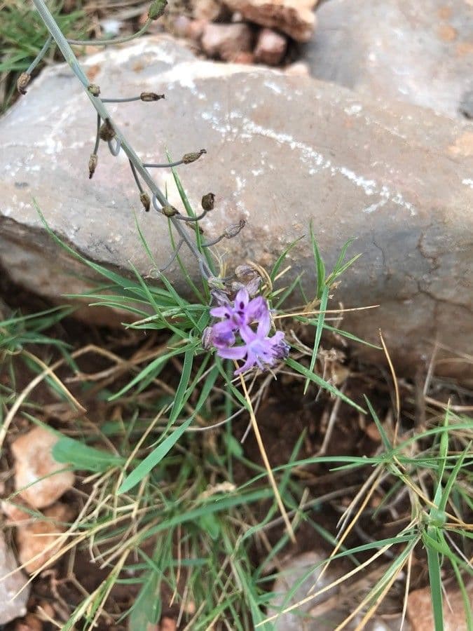 Liatris cilindrica 5