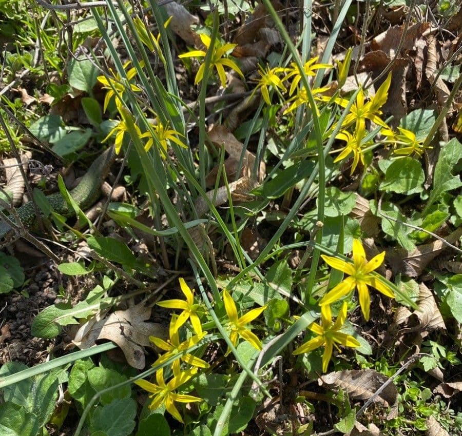 Wiesen-Gelbstern 5