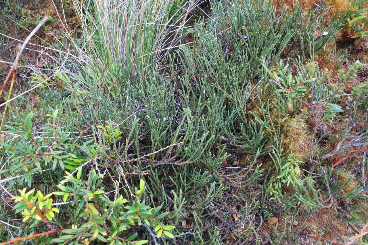 Lepidothamnus