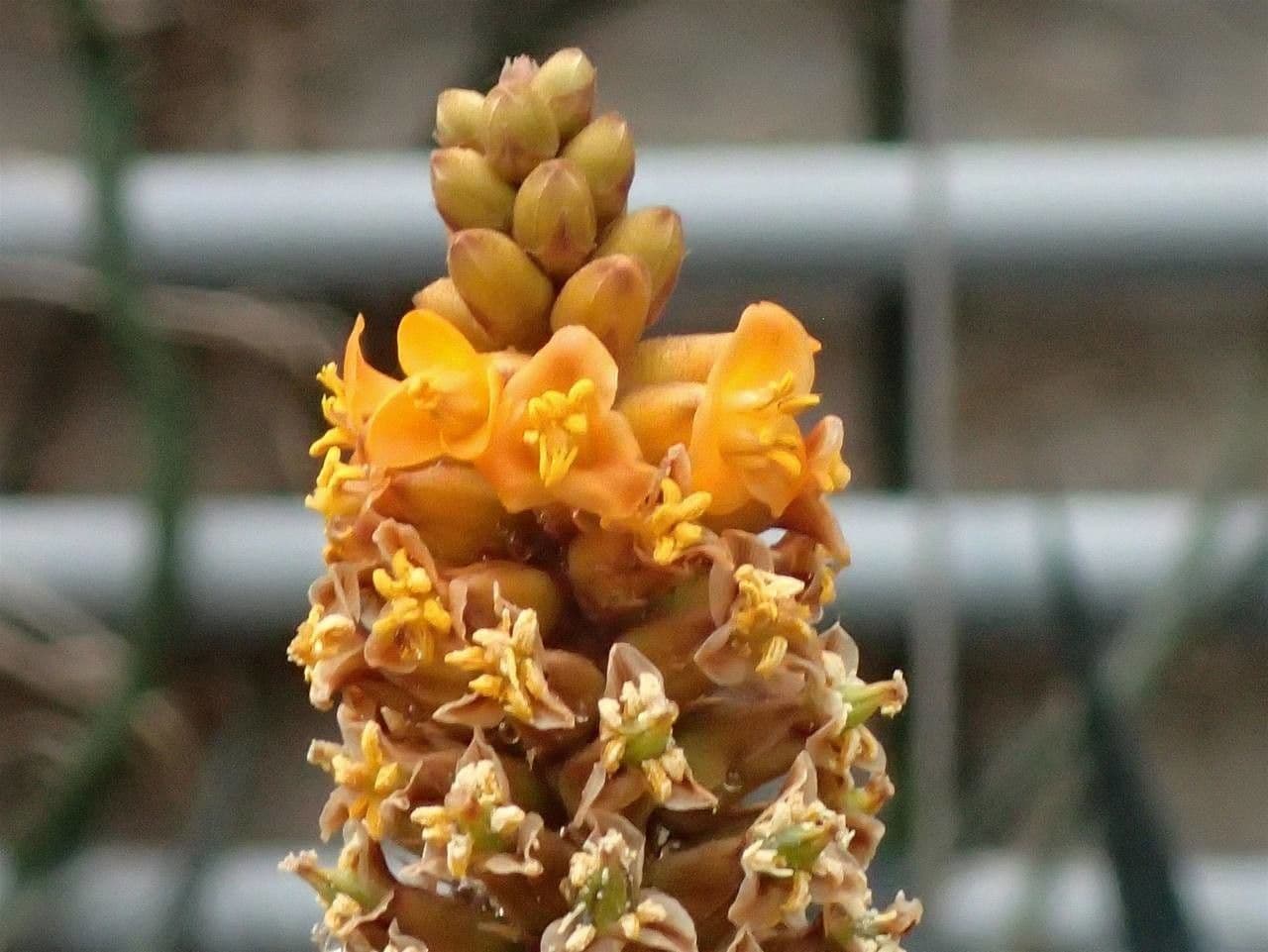 Dyckia 5