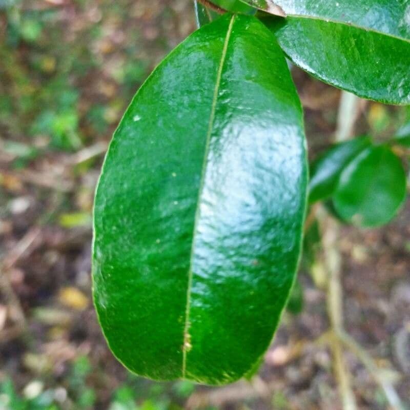 Eugenia 6