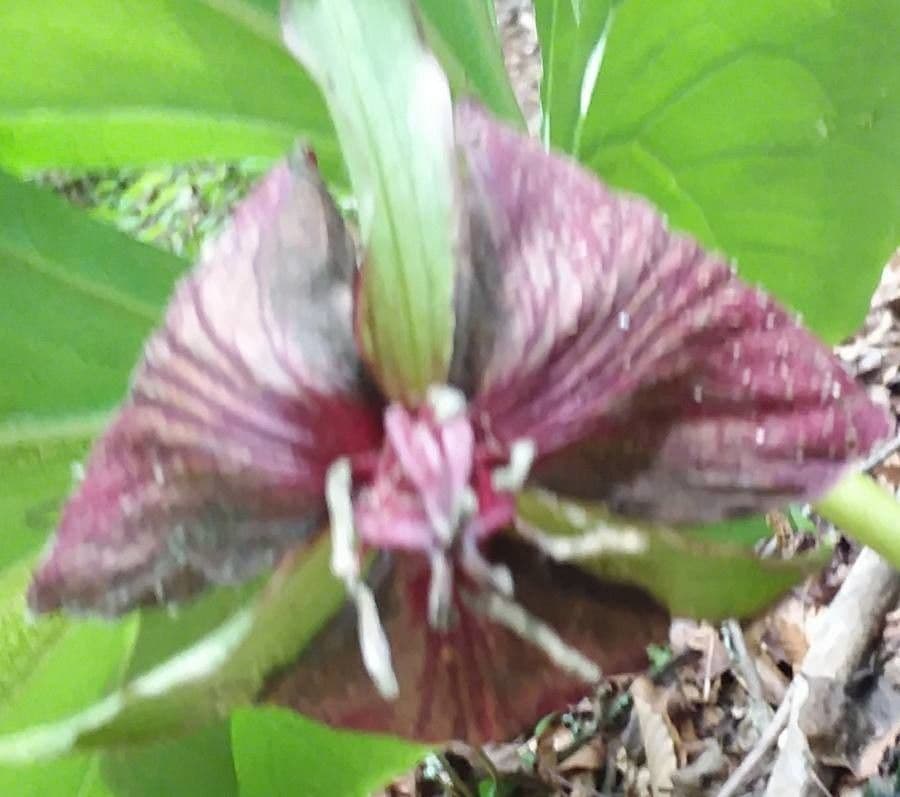 Trillium eretto 21