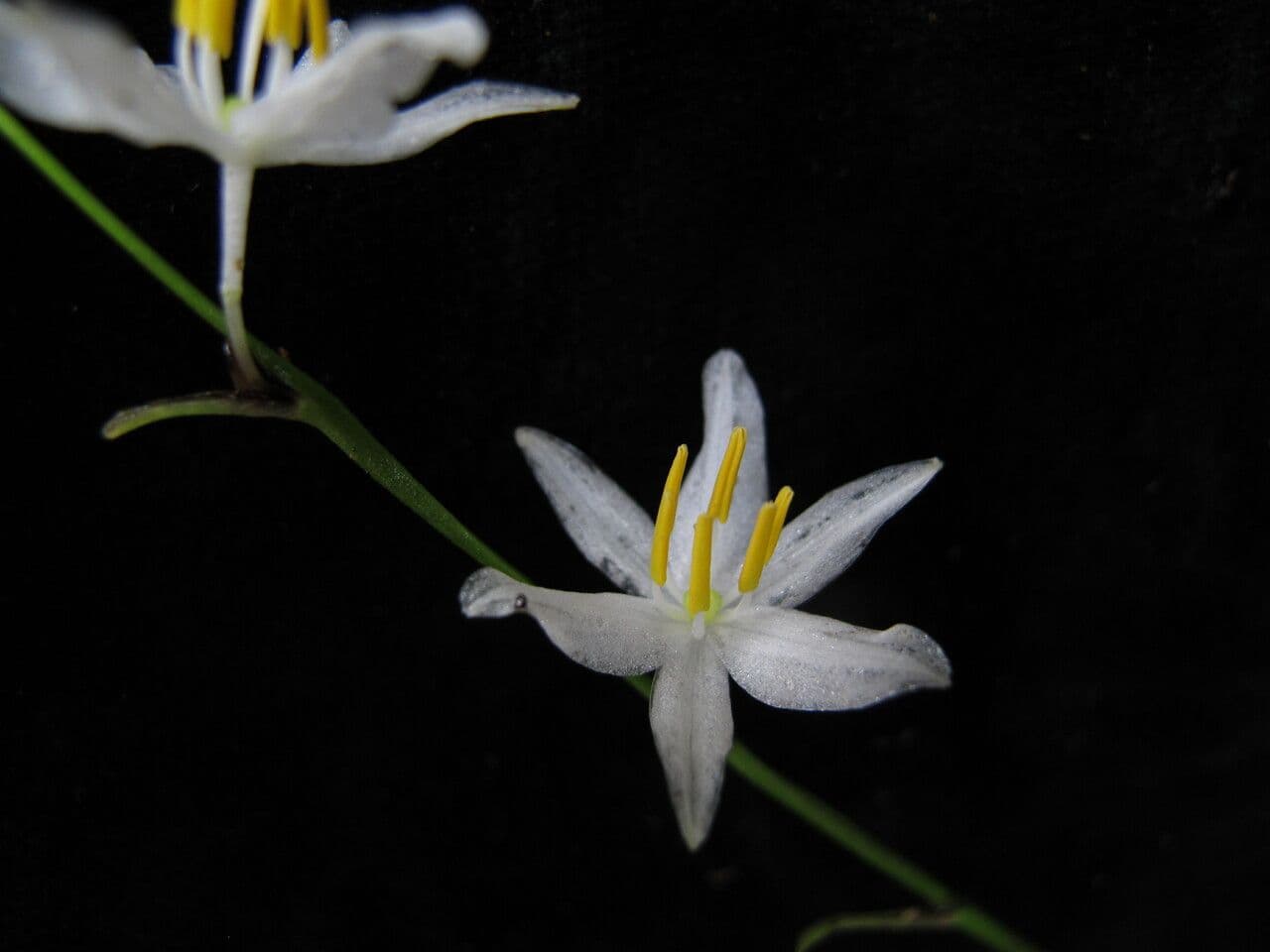 Zelenec 3