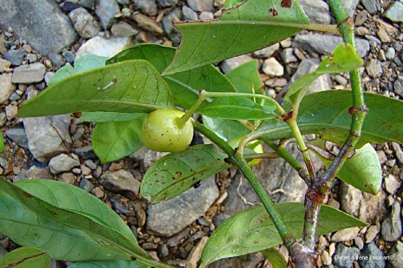 Psychotria 6