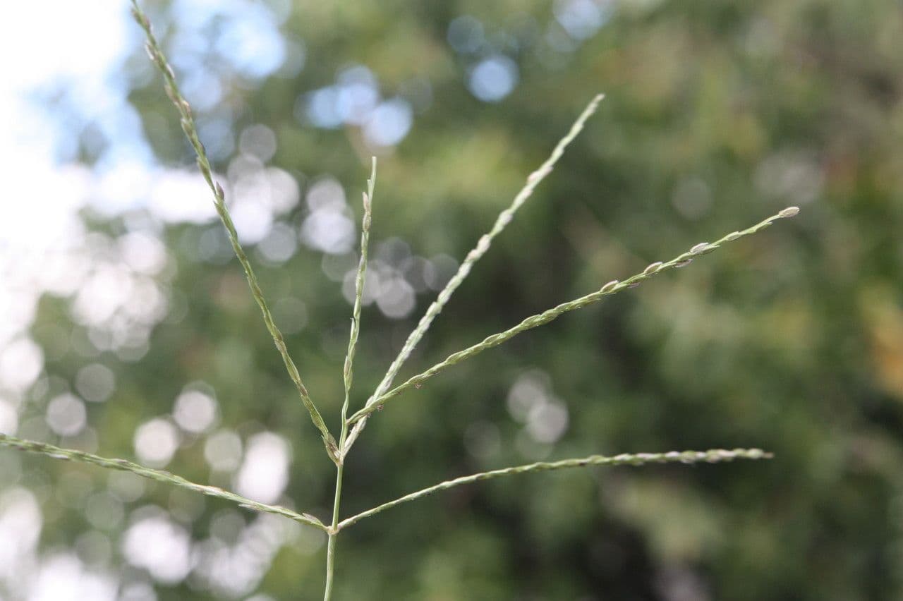 Digitaria debilis