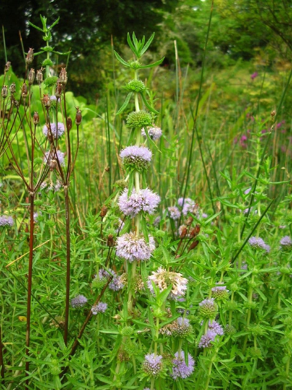 Menta cervina 5