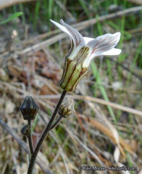 Jepsonia parryi 6