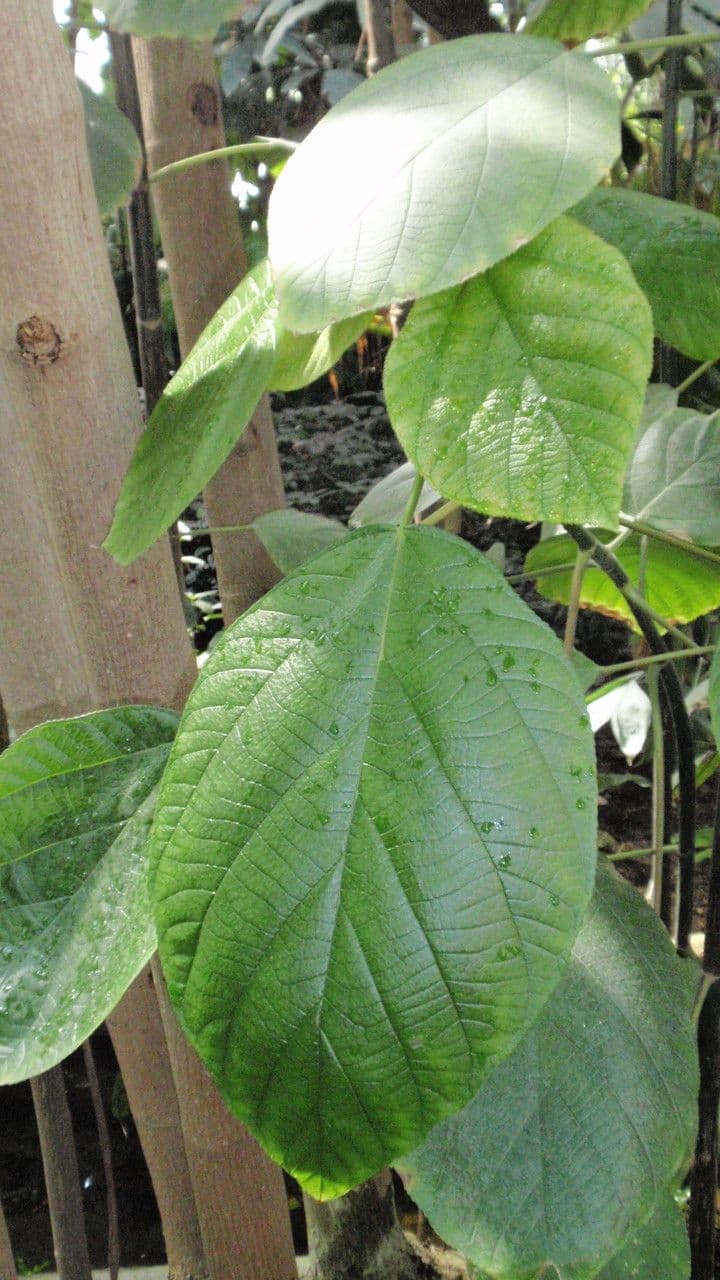 Myriocarpa 5
