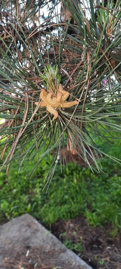 Casuarina equisetifolia 20